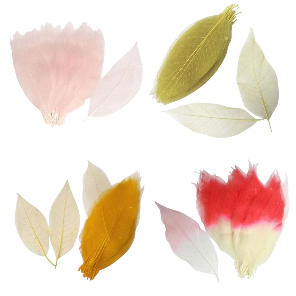 Doğal Kurutulmuş Manolya Yapra - Dried Flower Bookmark incelemesi ve fiyatı