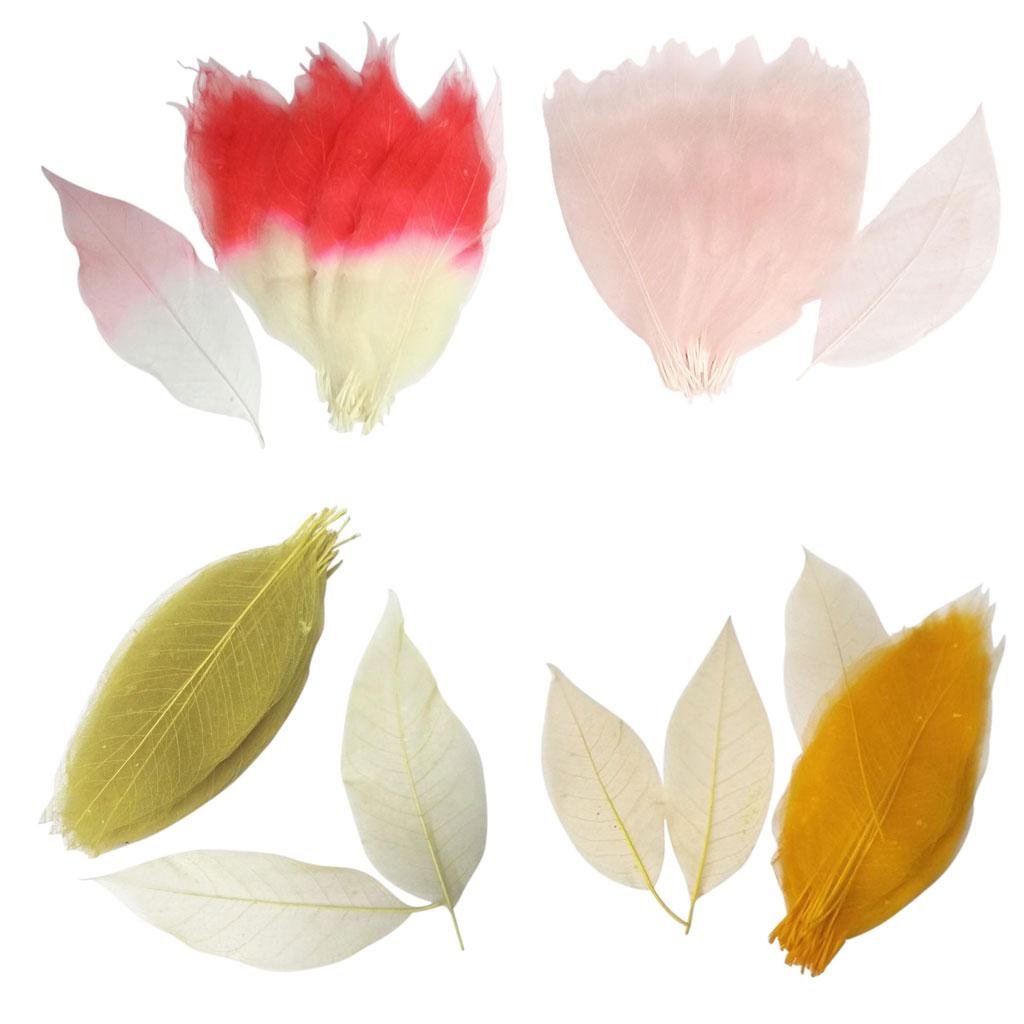 Doğal Kurutulmuş Manolya Yapra - Dried Flower Bookmark incelemesi ve fiyatı